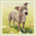 Pochette seta stampata soggetto Pit Bull
